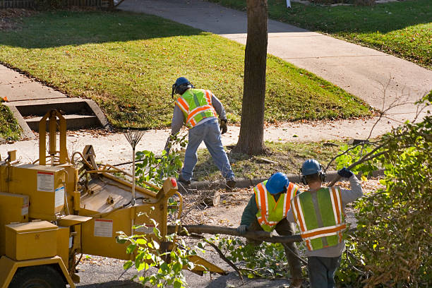 Lawn Drainage Solutions in Temple Terrace, FL