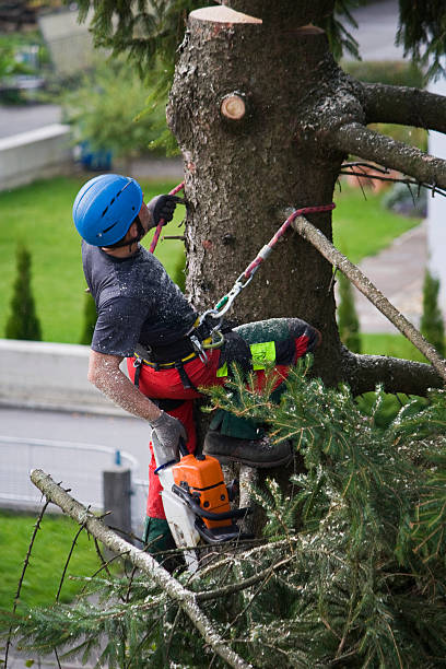 How Our Tree Care Process Works  in Temple Terrace, FL